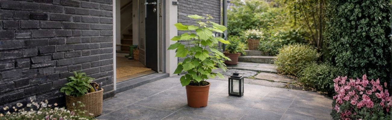 Kamerlinde snoeien: Tips voor een gezonde en mooie plant - Doika