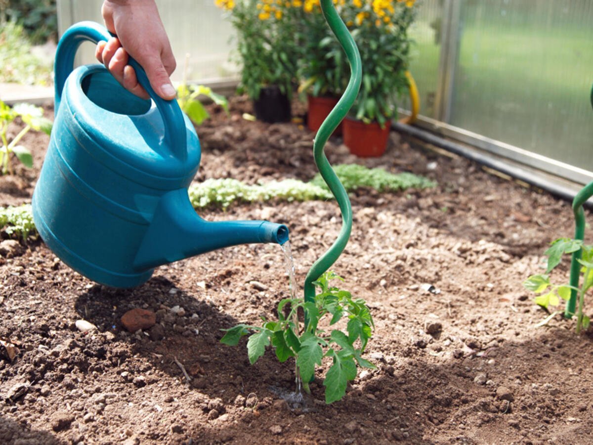 Tomaten water geven: tips voor een optimale watergift van uw planten - Doika