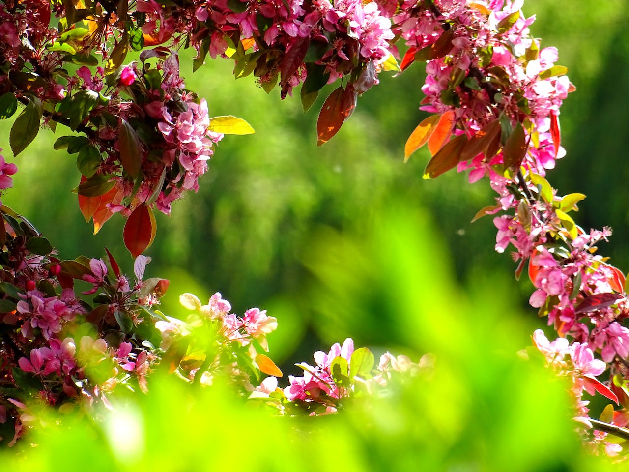 Wanneer planten in de tuin zetten: tips voor een succesvolle tuin - Doika