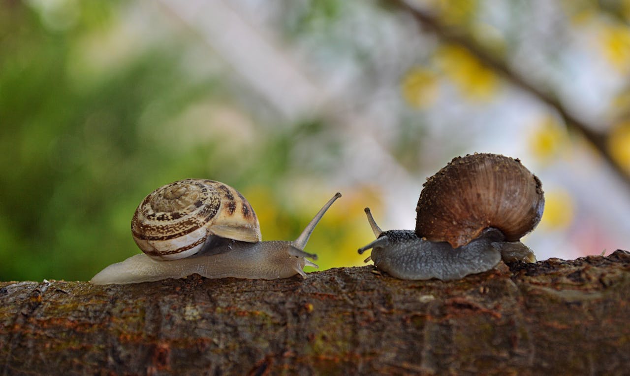 Wat doen tegen slakken in de tuin? - Doika