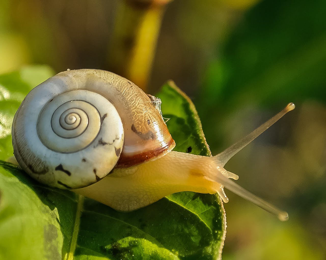 Wat te doen tegen slakken in de tuin? - Doika