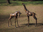 Bronzen beeld Giraffen paar 133x30x100cm