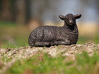 Bronzen beeld Staand schaap 7x5x10cm