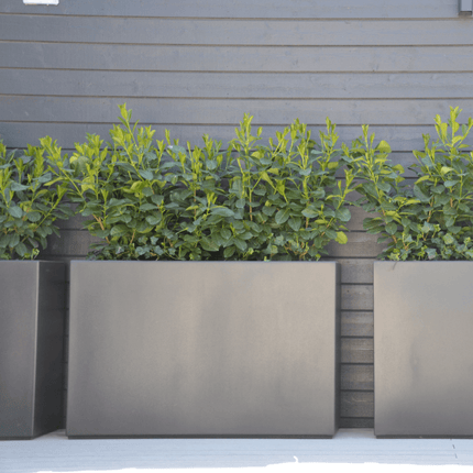 Adezz Buxus polyester plantenbak 120x50x60 cm - Doika - Plantenbak - Adezz - PB22.2